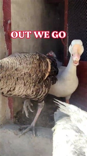 Turkey,Geese and Guinea Fowl Coming Out