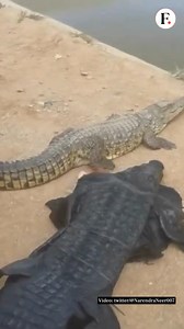 #FPViral: A video shared widely on #socialmedia, shows how a #man dressed as a #crocodile and laid down beside a real one. The video has gone viral and left people in shock. | Firstpost