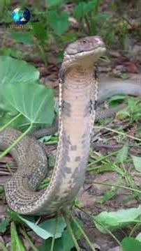 Why & How Tall Can King Cobras Stand?