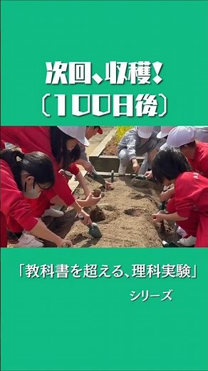 理科の授業でじゃがいも植えました！【甲子園学小学校】#小学校 #理科 #理科実験
