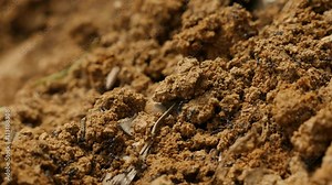 Black ants colony in the soil moving fast 4K 3840X2160 UltraHD video - Tiny ants formicary moving fast and working 4K 2160p 30fps UHD footage