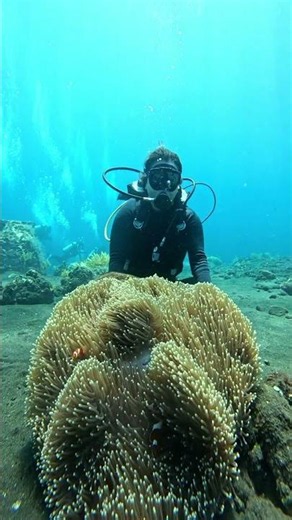Your first scuba dive in Tulamben, Bali. 📱: +6287861215832 #divingbali #divetulamben