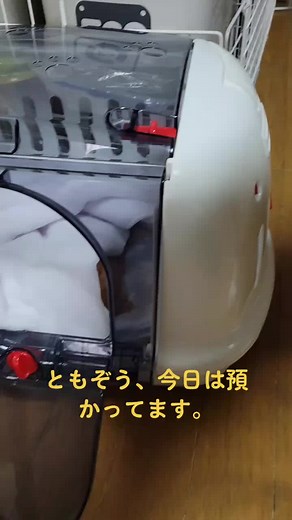 #水頭症子猫 #ともぞう #ディアンク #圧迫排尿#ボランティア活動