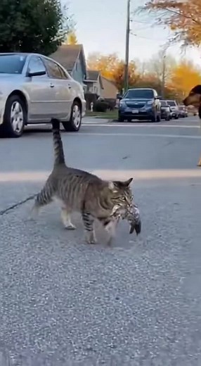 Funny Animal Reactions: Dog, Bird, and Cat Moments