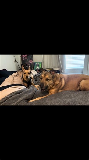 When Your Sibling Snitches 😂 #cutedogs #puppy #doggielife