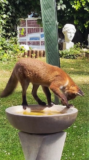 Fox drinking water🦊🦊🧡 Credit:Jeanette Gover#fox #foxes #savethefoxes #FoxNews #foxoftheday #foxy #foxsports #fblifestyle #foxtv | Colin Hutton