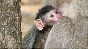 Mom Jill Not Yet Finish Cut Placenta From Newborn Baby Monkey Jasmine. Baby Mariel Close Check Up. #LovelyMonkey | Lovely Monkey