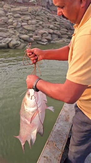 পদ্মার তা*জা কাতলা মাছ! মাছটি অর্ডার করতে কল করুন 01712-293380