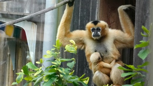 Akron Zoo offers free days in November. Find out how to score free admission to the zoo