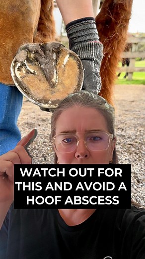8.3K views · 32 reactions | Its hoof absscess season on the East Coast.  When your horses hooves don't have a tight laminar connection or have current issues like Seedy Toe - you need to be aware of the compounding issues that can arise. Most common is a Hoof Abscess. #hoofabscess #hoofcare #hoofcareadvice #hoofcareprofessional #hoofcareproducts | The Hoof Co | Facebook