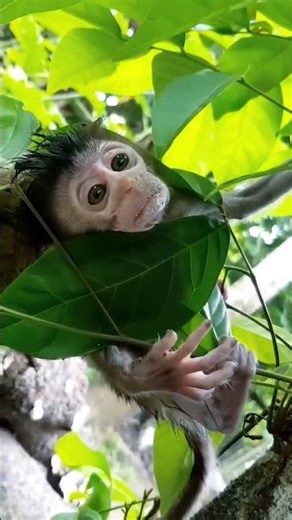 #shorts video 🐒1.Monkey Trap – The Curious Primates 🐒#shorts #monkey #primates #animals #wildlife