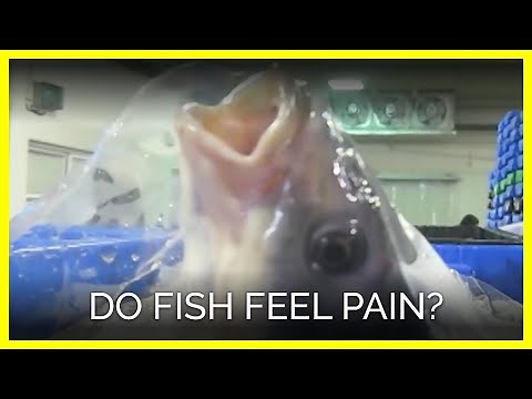 Do Fish Feel Pain?