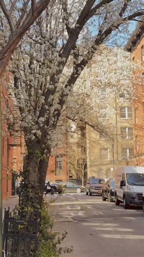 45K views · 2.3K reactions | it’s official! spring has sprung into full force all across new york city—one quick walk through the village and you’ll see blooms at nearly every street corner ️✨ …sure looks like punxsutawney phil wasn’t lying after all! you can follow us on Youtube https://www.youtube.com/@TimesSquareNewYork @ethanbarber.co | New York City Photographers | Facebook