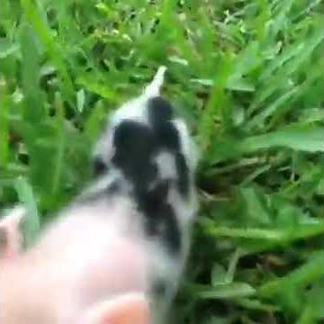 HUMOUR CLIP PETIT COCHON QUI COURT DANS L'HERBE