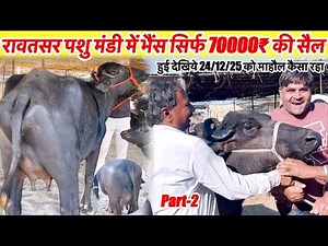 रावतसर पशु मंडी भेंस सिर्फ 70000₹ की सैल हुई देखों 24/12/25 का माहौल कैसा रहा~Rawatsar News