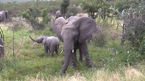 Watch a little Elephant push over a tree in Kruger National Park, South Africa. #wildlife #krugersightings #animals #krugernationalpark #nature Afri Sightings & Photography | Wildest Kruger Sightings