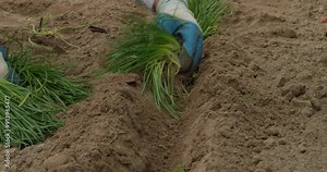 A woman carefully plants bulbous flowers in the ground in the garden in spring. Landscaping work in the garden in spring. A woman takes care of her garden and plants new flowers.