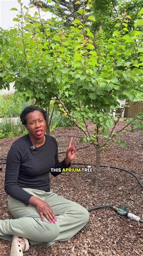 How to Thin Stone Fruit Trees for Better Fruit