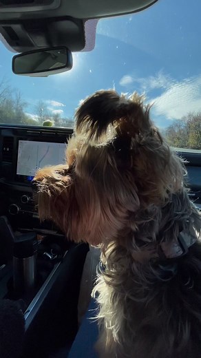 CALVIN PATRICK IS ONE!🎈🥳. We’re on our last buying trip before the holidays! Picking up a few orders of handmade one-of-a-kinds and gorgeous holiday decor! See you this week! | Crow Cottage