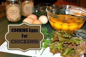 Cooking Eggs For Chickens