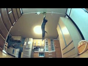 Cat Jumps Super High ( Slow Motion )