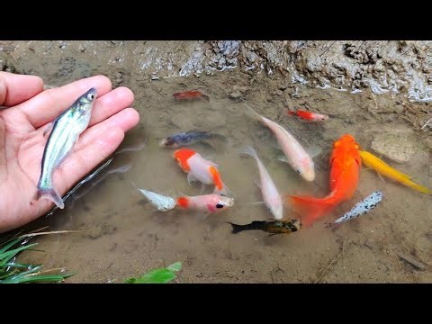 The Water Turned Colorful! Pond Fish Catch 🎨