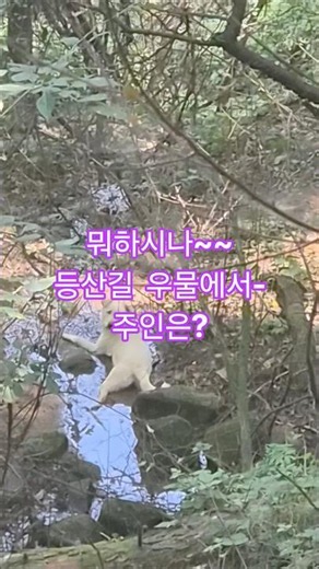 #개 #유기견? #들개? #등산로 #개조심 #믹스견#백구 #실종견#개주인을 찿습니다.