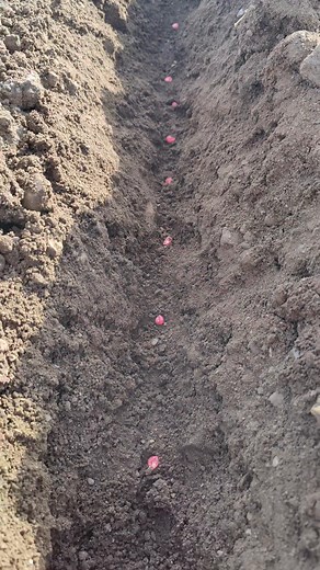 ANIMO ANIMO YA MERO NOS HECHAMOS LA TAREA 🥴🫡☝🏻 #lavidadelcampo #agricultura #buenasvibras #SembrandoVida #vralreelsシ #viralpost2025シ | Jaziel Torres