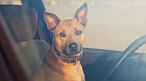 How to Leave Your Dog in the Car Safely (And is it Even Legal?)