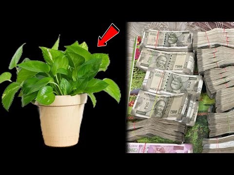 मनी प्लांट में सिर्फ एक चीज छुपा दें सिर्फ पैसा ही पैसा आएगा..#Premanand Ji Maharaj #vastu