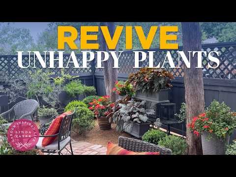 How to Revive Unhappy Plants: Summer Garden Secrets & Makeovers! | Linda Vater🪴