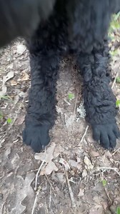 8.8K views · 170 reactions | This guy is still around even though I got over whelmed with responses I guess I didn’t talk to the right people for him . I never heard back from the last lady that I spoke to so I’m just getting around to making this video . He is so handsome I can’t keep another boy is all I keep telling myself , I’m trying to move . So check this old soul out he is a home body and enjoys his person . #followers | Poetry Poodles | Facebook