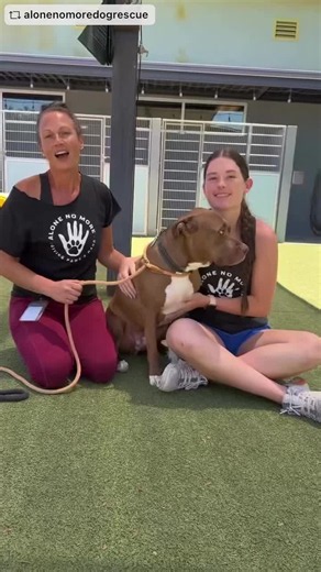 THANK YOU, THANK YOU, THANK YOU! 🥹🫶🏼 We have recently been recognized by Phoenix Magazine as Best Animal Rescue for 2026 Best of the Valley! 🎉 From everyone at Alone No More Dog Rescue, we appreciate you so very much. Now let’s go save some more lives! 🤩 🐶 Featured is adoptable Reeces #fyp #phoenix #dogrescue #dogsoftiktok #adoptdontshop