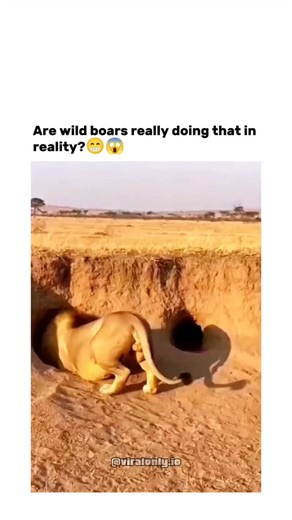 Entertainment on Instagram: "The post shares a 49-second video compilation of warthogs charging from burrows to scare resting lions, prompting surprise at whether this occurs in nature. Warthogs frequently exhibit this defensive aggression in reality, as documented in wildlife footage from reserves like Sabi Sand, where their speed and tusks deter predators like lions. Humorous replies reference Pumba from The Lion King, contributing to rapid engagement with 43,000 views and 300 likes shortly af