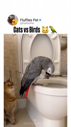 Cats vs Birds 🐱🦜 #cats #catsofinstagram #catlover #instacat #meow #catstagram #kitty #catlife #catlovers #catsoftheworld #birds #birdsofinstagram #birdwatching #birdphotography #birdlovers #birdlife #birdwatcher #wildbirds #birdwatchers #birdnerd | Fluffies Pet