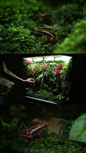 Epipedobates Anthonyi Paludarium video up! #poisondartfrog #poisondartfrogs #paludarium