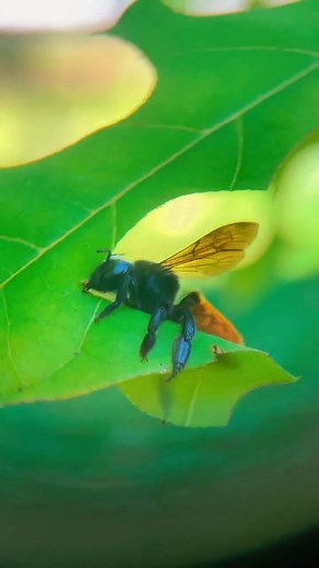 Ocean Wemyss on Instagram: "This beautiful leaf cutter (Megachile mystacea) bee carving up @holly_farnan_entomologist_ plants 😍😍 Isn't she beautiful I recently dropped in to visit Holly in Cairns where she is doing some amazing studies on our solitary bees. I stopped the music so you can listen to her chomp 💙🐝 Thank you holly for sharing your beautiful garden with me! 🐝🐝🐝🐝🐝 . . . . . . . . . . . . . . . . . . . . . . . . #beekeeper #bees #australia #insectlovers #beesofinstogram #polina