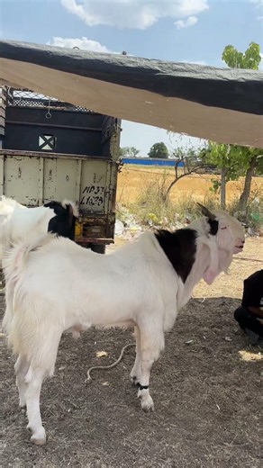 Full Gulabi Kota Goat At Gandhi Nagar Bakra Mandi Bhopal May 2026