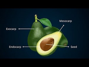 Fruit Anatomy, Parts of a Fruit, Fruit structure, Biology