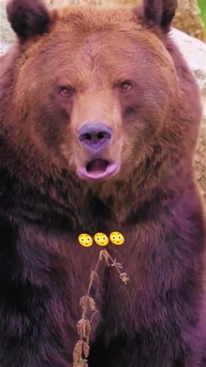 Funny Animal Sound Swap 😂 Gibbon Voice on Bear
