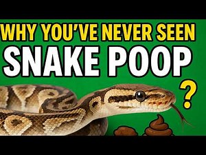 Why You’ve Never Seen a Snake Poop! The reason is crazy !