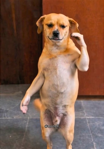 404 is ready 😂 PS: I don’t eat dogs, the content was created just for laughs.