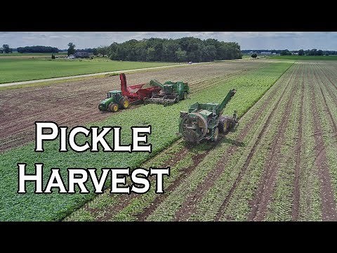 PICKLE HARVEST 2017