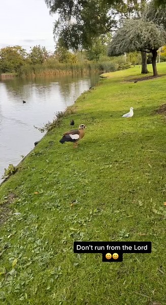 #fyp #funnyanimals #duckfeeding🦆 #christiantiktok #animalsoftiktok #uniofsurrey #zambiakuchalo #zambiantiktok