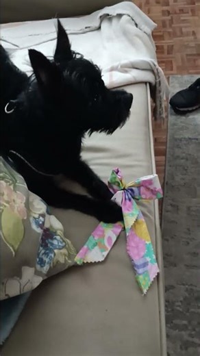 Stryker plays with bow tie and vacuum. Who says he can't multi - task