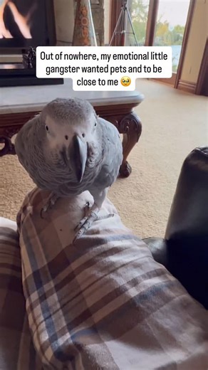 Wendy Albright | My emotional little gangster asked me for loves last night and I’m 🥹 #africangrey #parrot #gangster #cuteanimals #birds #parrotsofinstagram... | Instagram