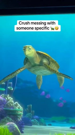 254K views · 7.4K reactions | Crush messing with someone specific ♥️ #turtletalkwithcrush #disneyland #californiaadventure #disneyworld | Turtle Crush Talk | Facebook