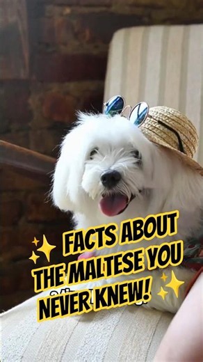 🐶✨ 3 Facts About the Maltese You NEVER Knew!