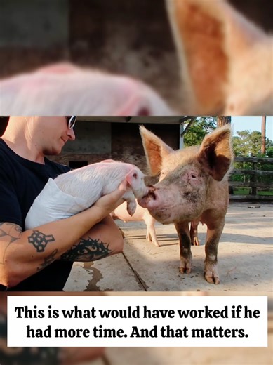 Understanding the Adoption Process for Piglets