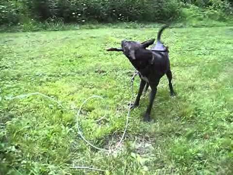 Beautiful Basenji-Pitbull Mix